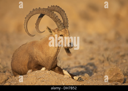Ibex Nubiano, corna, Capra ibex nubiana Foto Stock