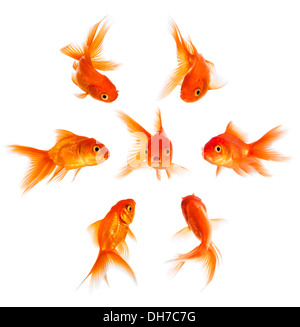 Concetto con pesci rossi. La condanna e la disapprovazione della folla. Foto Stock