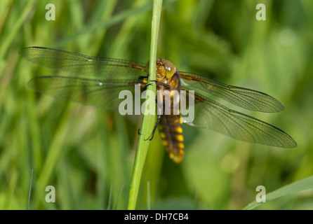 Un recentemente emerso ampio chaser corposo di libellula sulla parte anteriore Foto Stock