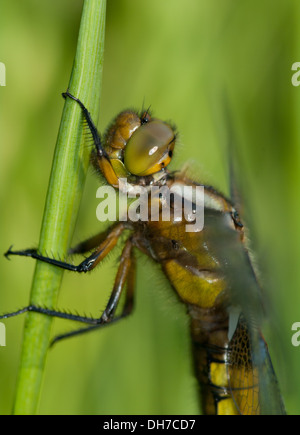 Un recentemente emerso ampio chaser corposo dragonfly close up Foto Stock