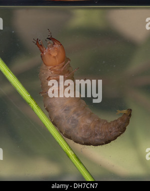 Coleottero acquatico larva sott'acqua. Preso in un acquario fotografico e restituito al wild illeso Foto Stock