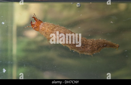 Coleottero acquatico larva sott'acqua. Preso in un acquario fotografico e restituito al wild illeso Foto Stock