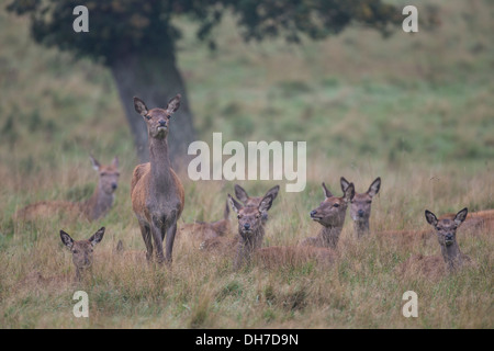 Femmina rosso cervo (Cervus elaphus) cerve cercando avviso in erba lunga. Studley Royal, North Yorkshire, Regno Unito Foto Stock