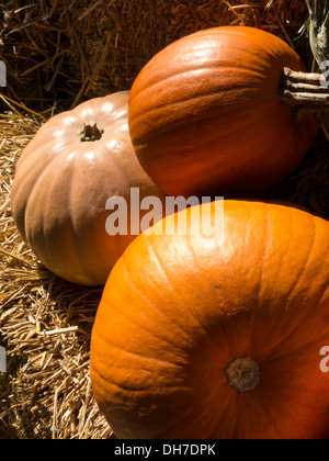 Stagionale autunno decorazioni, Display di zucca Foto Stock