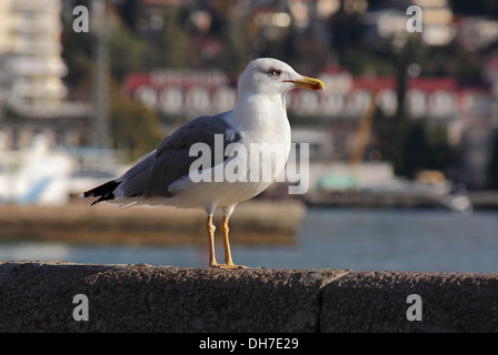 Seagull permanente sulla banchina di Yalta Foto Stock