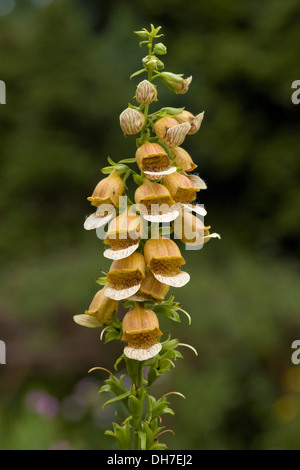 Rusty foxglove, digitalis ferruginea Foto Stock