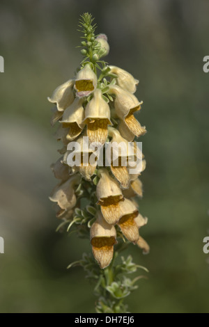 Rusty foxglove, digitalis ferruginea Foto Stock