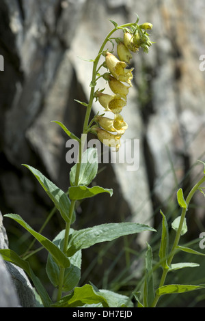 Grande a fiore foxglove, digitalis grandiflora Foto Stock