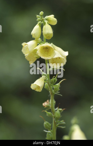 Grande a fiore foxglove, digitalis grandiflora Foto Stock