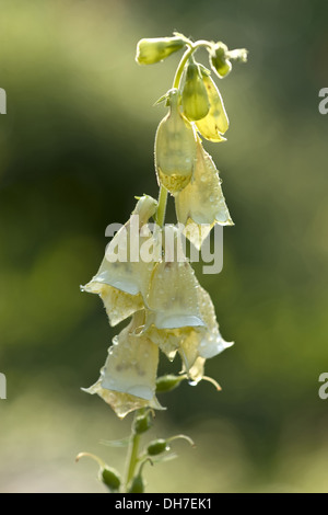 Grande a fiore foxglove, digitalis grandiflora Foto Stock