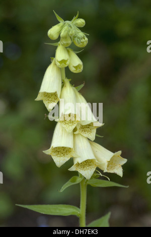 Grande a fiore foxglove, digitalis grandiflora Foto Stock