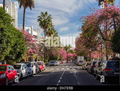 Strada in Marbella foderata con la fioritura rosa seta albero di filo interdentale Ceiba speciosa. Foto Stock
