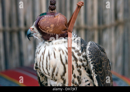 Falcon nel deserto Arabo preparando per un display, Dubai, EAU. Foto Stock