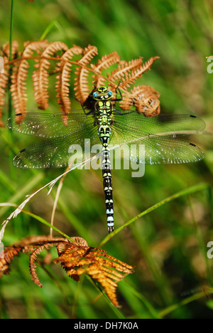 Un Southern hawker dragonfly a riposo su dead bracken REGNO UNITO Foto Stock