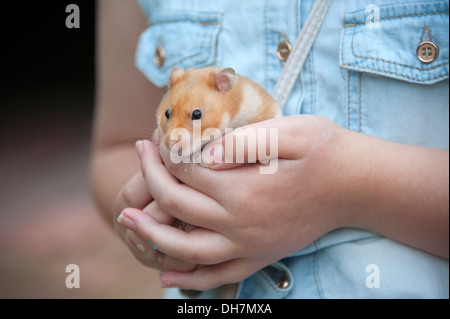 Ragazza giovane azienda pet criceto modello completamente rilasciato Foto Stock