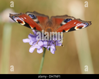 Farfalla pavone alimentazione su Scabious pianta flowering. Foto Stock