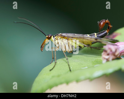 Scorpion volare in attesa di prede. Foto Stock