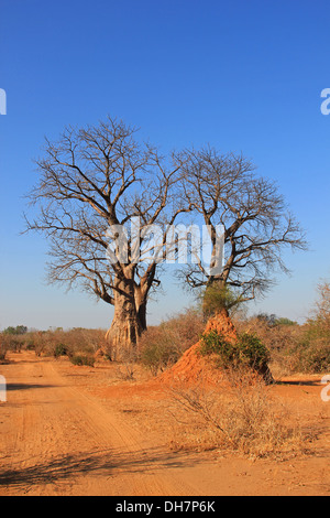 Fotografia di safari in Botswana mostra baobab Foto Stock