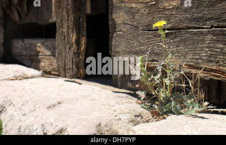 A due passi realizzati dal rock un tarassaco è cresciuto Foto Stock