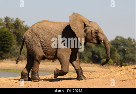 Fotografia di safari in Botswana che mostra l'esecuzione elephant Foto Stock