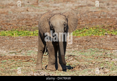 Fotografia di safari in Botswana mostra giovane elefante Foto Stock