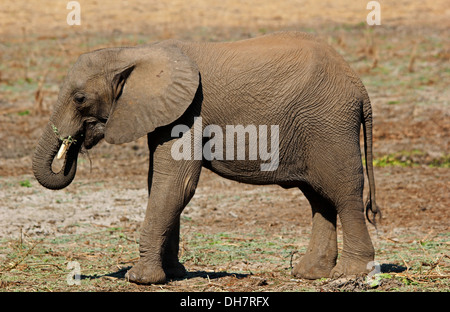 Fotografia di safari in Botswana che mostra un elefante Foto Stock