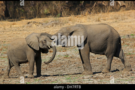 Fotografia di safari in Botswana che mostra la riproduzione di elefanti Foto Stock