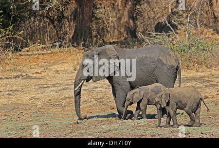 Fotografia di safari in Botswana che mostra la famiglia di elefante Foto Stock