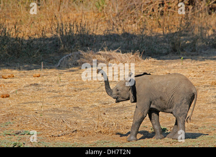 Fotografia di safari in Botswana mostra giovane elefante Foto Stock