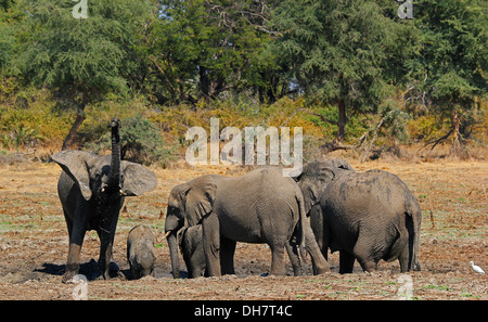 Fotografia di safari in Botswana che mostra elefanti selvatici Foto Stock