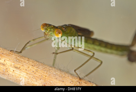 Emerald damselfly Lestes sponsa nymph sott'acqua. Preso in un acquario fotografico e restituito al wild illeso Foto Stock