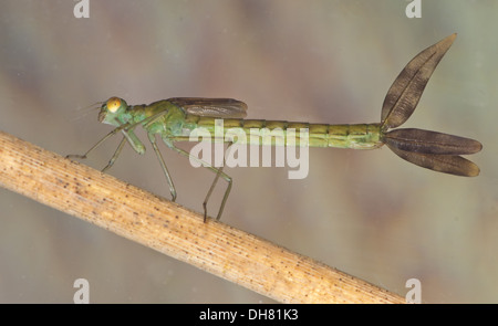 Emerald damselfly Lestes sponsa nymph sott'acqua. Preso in un acquario fotografico e restituito al wild illeso Foto Stock