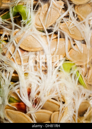 Germinare i semi di zucca con i germogli Foto Stock