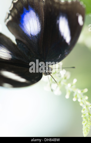 La Judy Istock Butterfly Haven. Situato nel Peggy Notebaert Nature Museum. Chicago IL Foto Stock