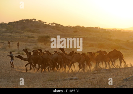 Camel herder con cammelli verso il Pushkar Camel Fair Foto Stock