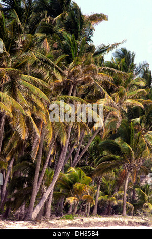 Gli alberi di palma, Bew Juu, costa orientale di Zanzibar, Tanzania Foto Stock