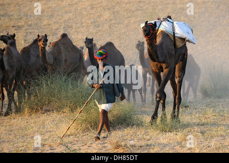 Camel herder con cammelli verso il Pushkar Camel Fair Foto Stock