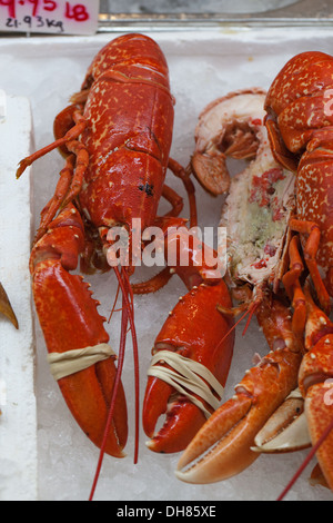 Aragosta bollita e pronto per mangiare. In vendita nel mercato del pesce, Jersey , le Isole del Canale. Inghilterra, Regno Unito . Foto Stock