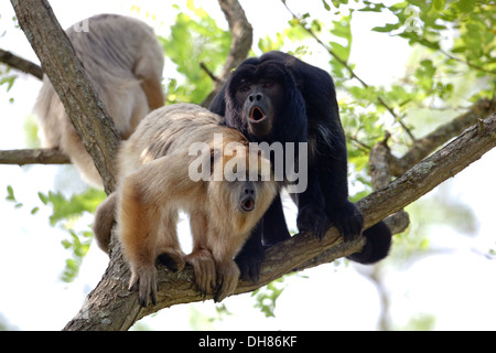 Nero e oro scimmie urlatrici (Aloutta curaya). Chiamando. Sinistra femmina, maschio diritto. America Centrale e America del Sud. Durrell Zoo Jersey. Foto Stock