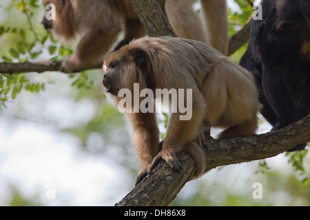 Femmina nera e oro scimmia urlatrice (Aloutta curaya). Chiamando. America Centrale e America del Sud. Qui a Durrell Wildlife Zoo ci Jersey Foto Stock