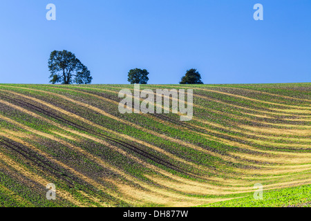 Una semplice immagine del pattern ondulato creato da giovani di colture e di solchi di un campo arato nel Wiltshire, Regno Unito. Foto Stock