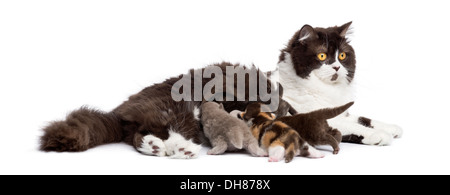 Vista laterale di un British Longhair giacente, alimentando i suoi gattini, contro uno sfondo bianco Foto Stock