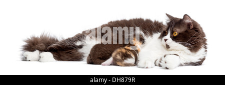 British Longhair giacente, alimentando i suoi gattini, contro uno sfondo bianco Foto Stock