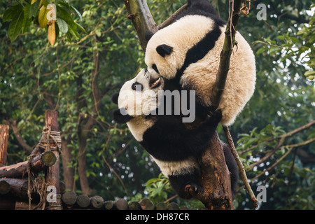 Panda orsi giocando a Chengdu research base del panda gigante centro di allevamento in Cina Sichuan Foto Stock