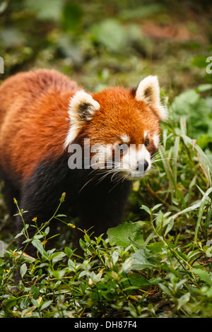 Panda rosso Bear Cub di intrufolarsi sul fratello a Chengdu research base del panda gigante allevamento Cina Sichuan Foto Stock