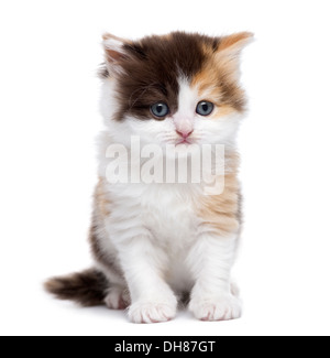 Vista frontale di un altopiano dritto gattino seduto contro uno sfondo bianco Foto Stock