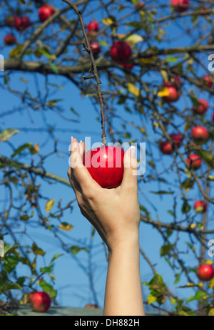 Donna di mano è tenuto verso il basso di colore rosso da apple tree in un giardino Foto Stock