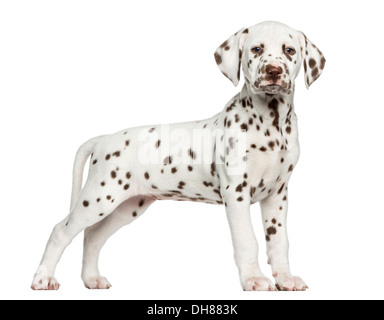 Vista laterale di un cucciolo dalmata in piedi, guardando la telecamera contro uno sfondo bianco Foto Stock