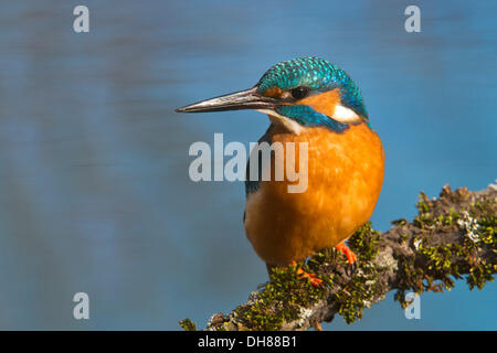 Kingfisher (Alcedo atthis), Tratzberg paesaggio area di conservazione, Stans, Tirolo, Austria Foto Stock