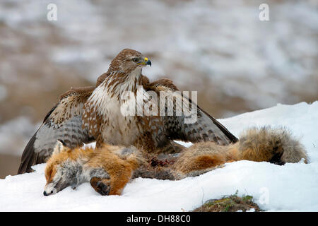 Comune Poiana (Buteo buteo), con la carcassa di una volpe rossa (Vulpes vulpes vulpes), Terfens, Terfens, Distretto di Schwaz, in Tirolo del Nord Foto Stock